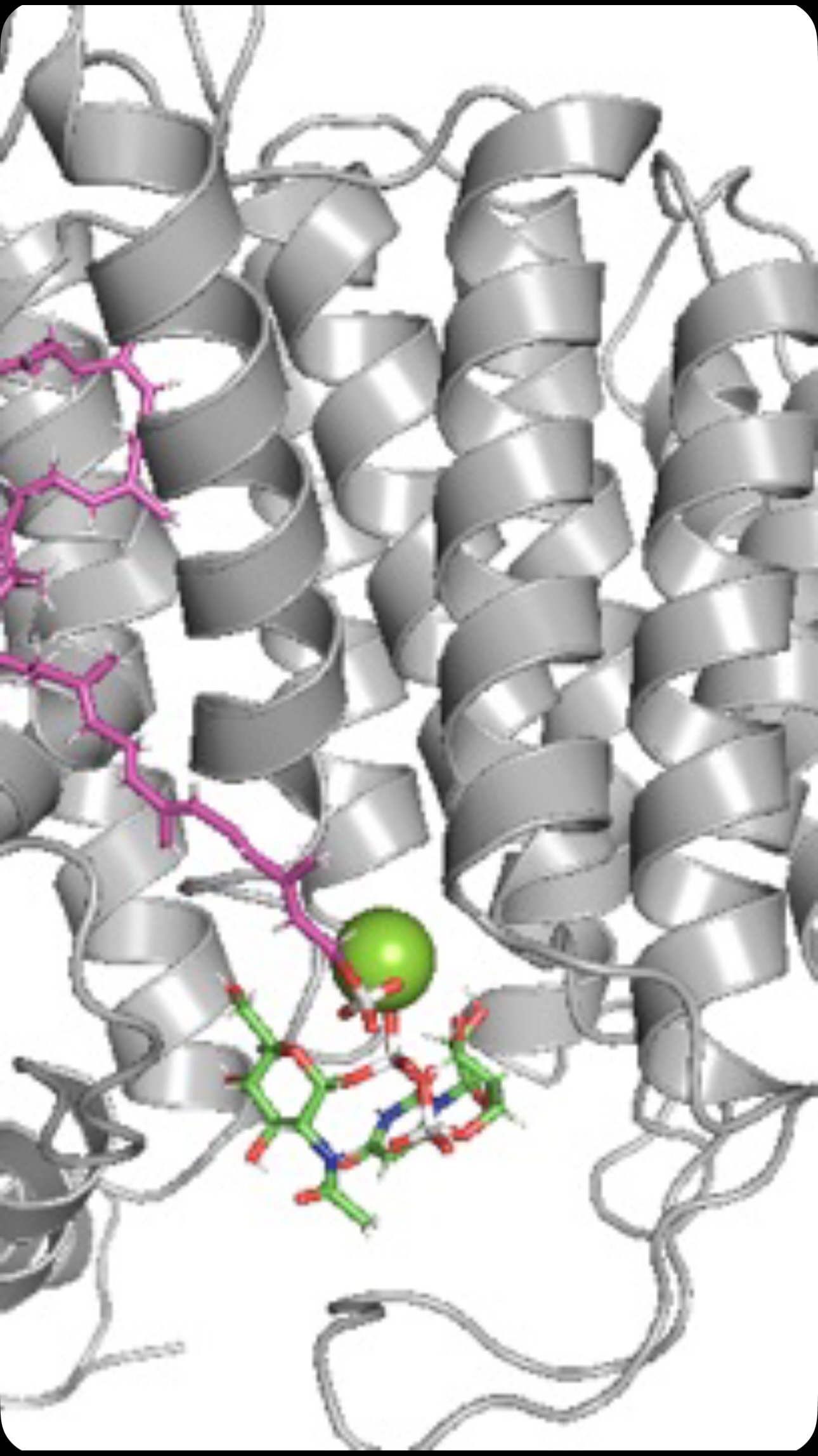 When molecular simulation meets protein science, the invisible comes to life ✨🧬 Proteins aren’t static — they move, adapt, and tell their story…