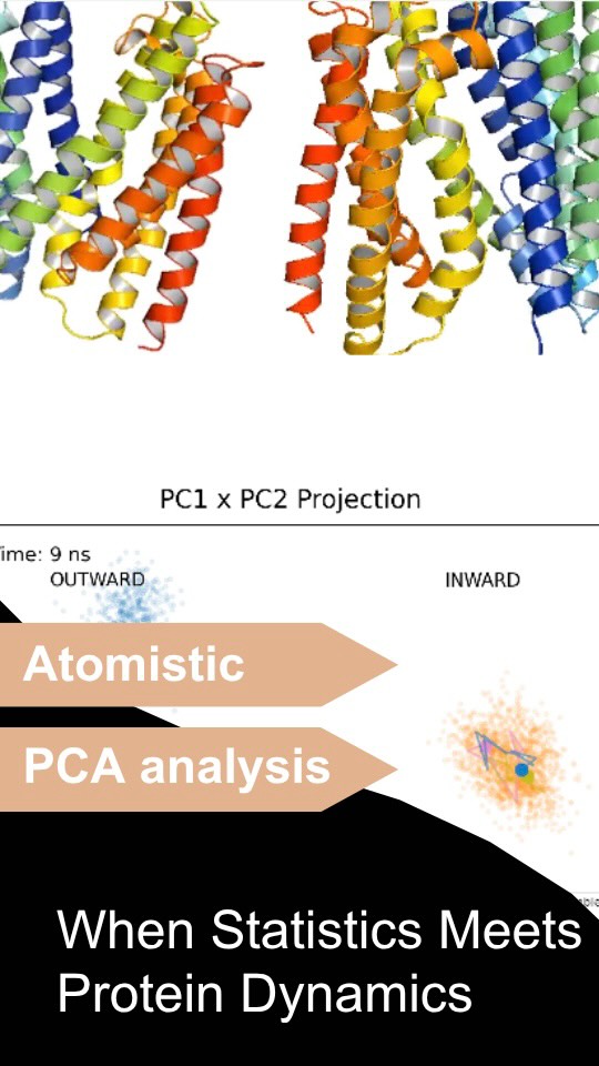 Tracking Protein Motion in PCA Space🧬 This protein can adopt different conformations depending on which side of the membrane it opens toward. Here,…